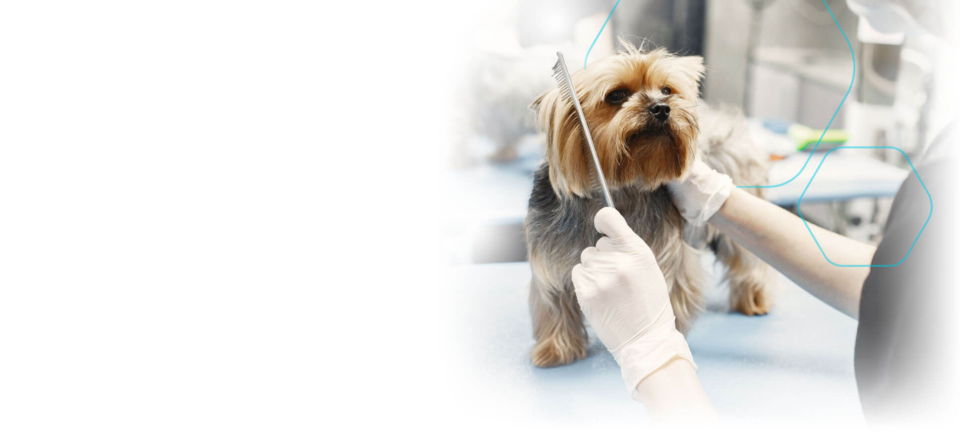 Combing a dog's hair